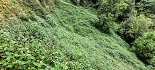 Plants: image 56 Of 208 Thumb